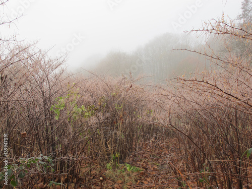 Autumn misty morning amongst Dixie woods/Calderdale collectio