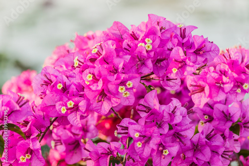 bougainvillea bloom (bougainvillea, flower, pink).