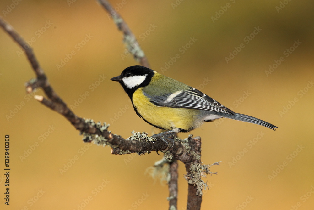 Obraz premium animal