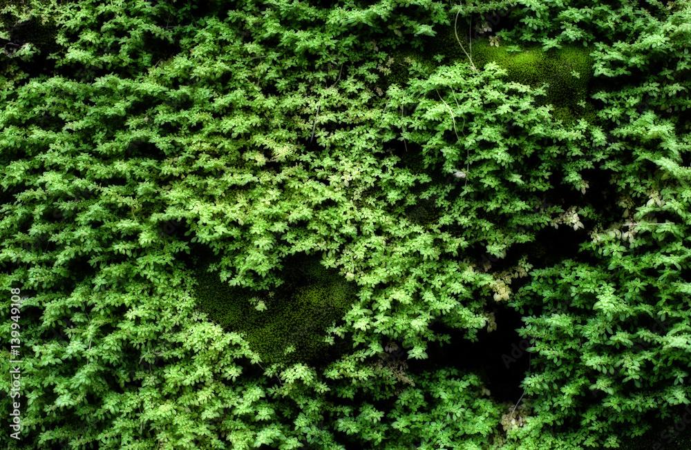 Green moss grown up cover the rough stones in the forest