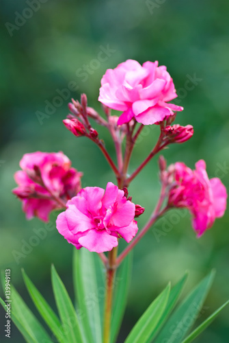 Beautiful fuchsia oleander