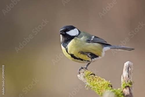 Parus major, Blue tit . Wildlife landscape, titmouse sitting on a branch moss-grown.. Europe, country Slovakia. Meise.