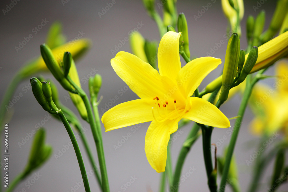 Obraz premium Yellow lilies in the garden. Colored background.