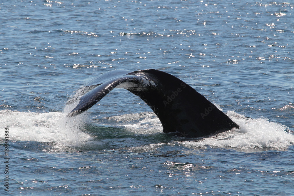 Obraz premium animal