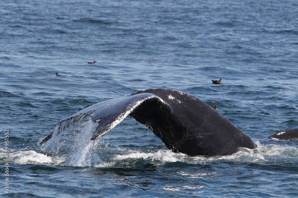 Obraz premium animal