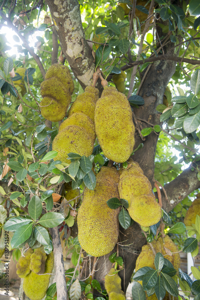 THAILAND LAMPANG JACKFRUIT PLANTATIONS THAILAND LAMPANG JACKFRUIT PLANTATIONS