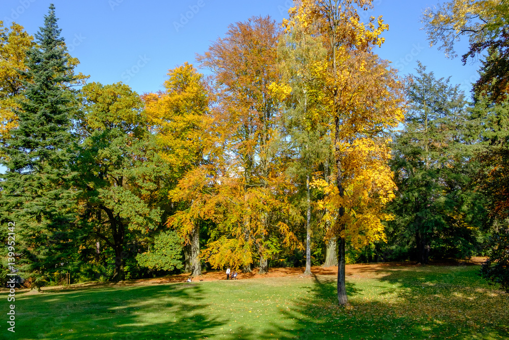 Autumn leaves