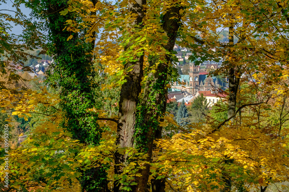 Autumn leaves