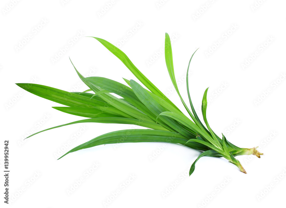 Fototapeta premium Fresh Pandan leaves on white background