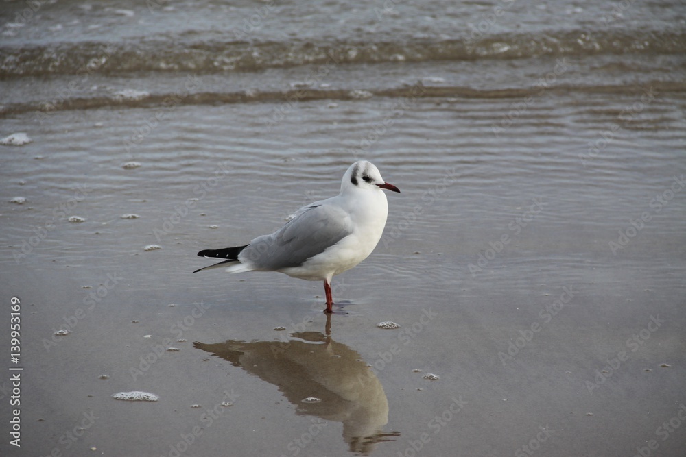 Seagull in the Baltic Sea Seagull in the Baltic Sea