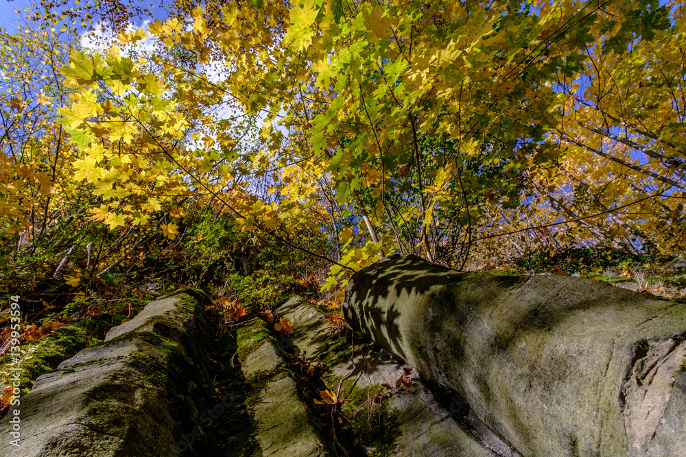 Autumn leaves