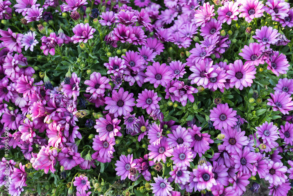 Purple flower blooming in garden.