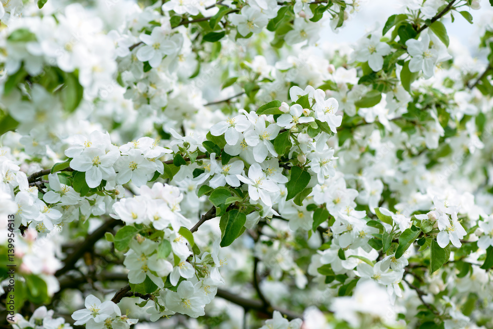 White Apple Flowers. Beautiful flowering apple trees. Background with blooming flowers in spring day. White Apple Flowers. Beautiful flowering apple trees. Background with blooming flowers in spring day.