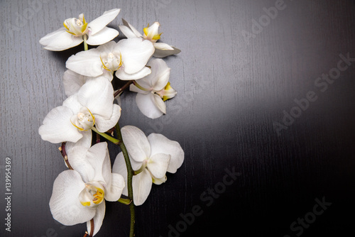The branch of white orchids on the background shokolladnom 