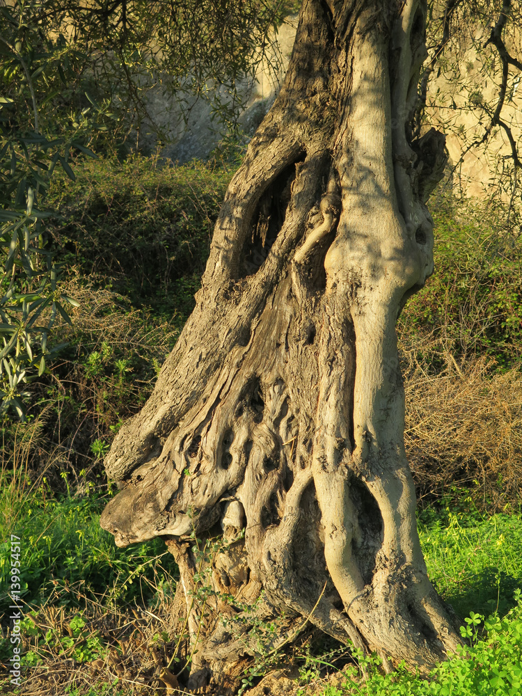 Gnarled olive tree trunk