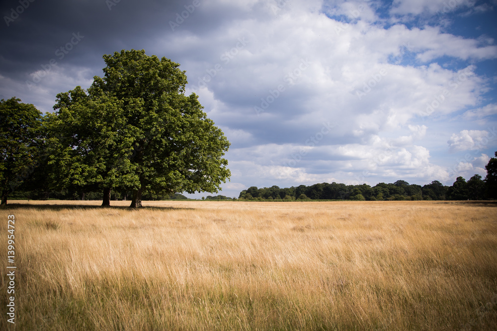 A beautiful landscape of a park in London