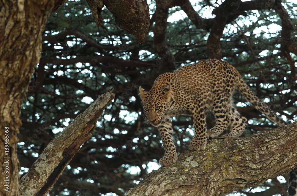 Obraz premium animal