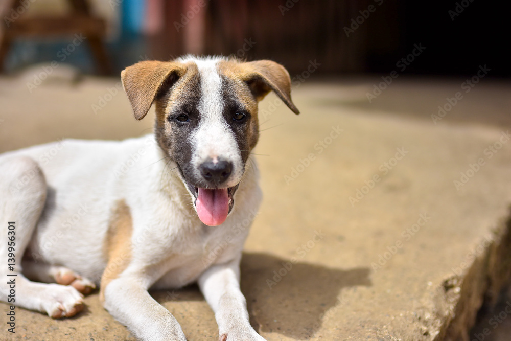 Young cute puppy dog with tongue out sat on concrete pathway to door outside on a sunny day.