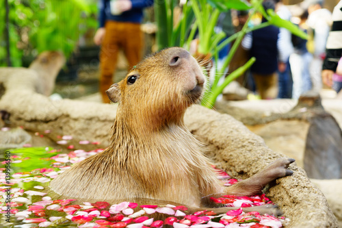 カピバラ露天風呂 神戸どうぶつ王国