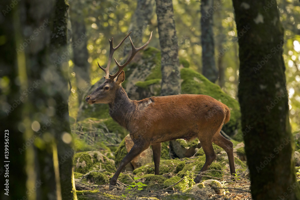 Obraz premium animal