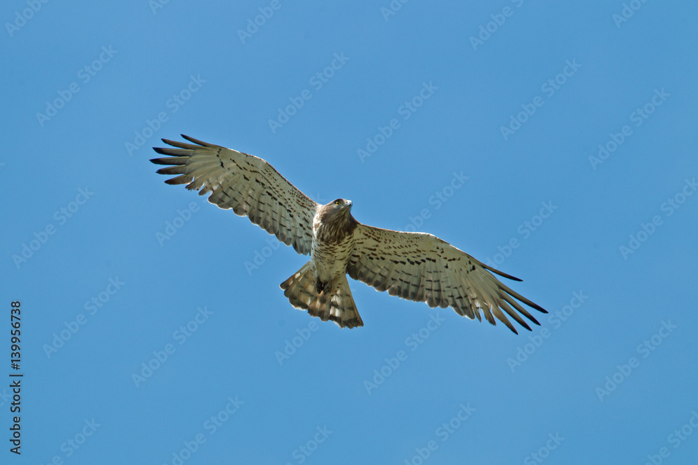 Fototapeta premium animal