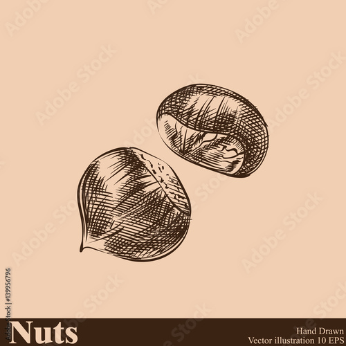 Hand drawn chestnut sketch isolated on beige background. Nuts sketch style vector illustrator.
