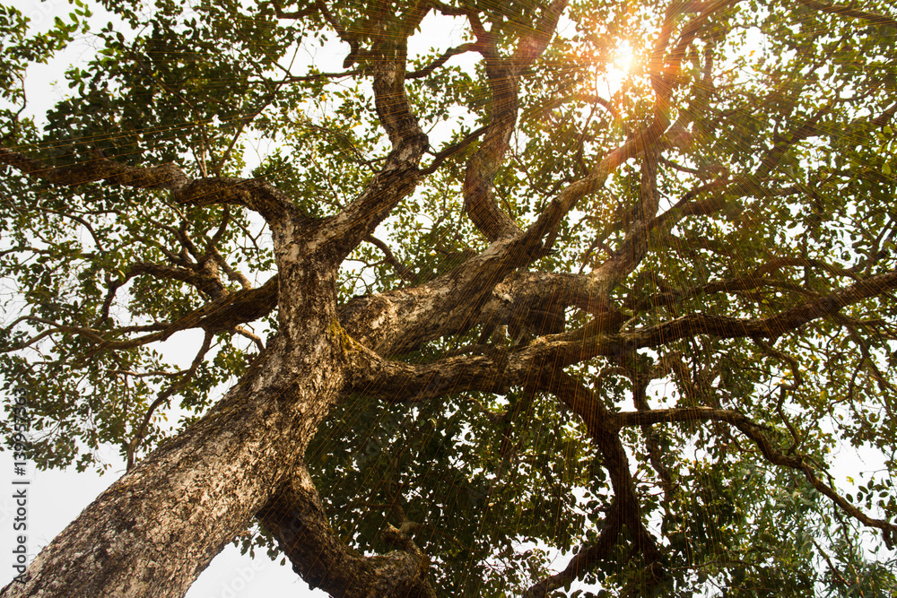tree and sun.