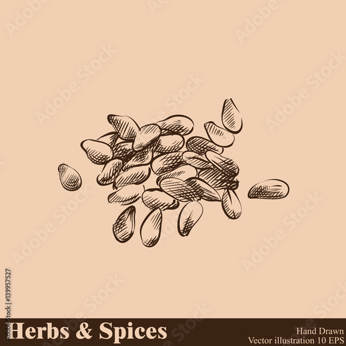 Hand drawn sesame isolated on beige background. Herbs and Spices sketch style vector illustrator.