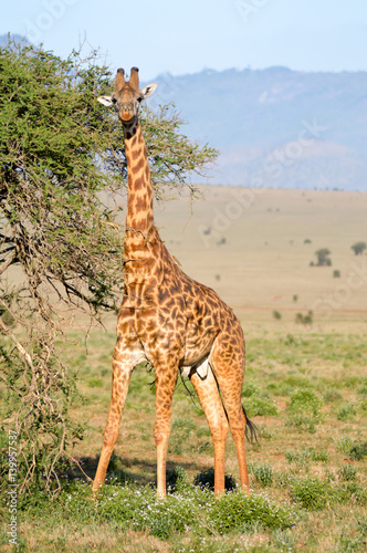 Giraffe restores itself in the branches of an acacias in the park of Tsavo West in Kenya