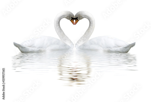 Obraz na plátně images of two swans on lake