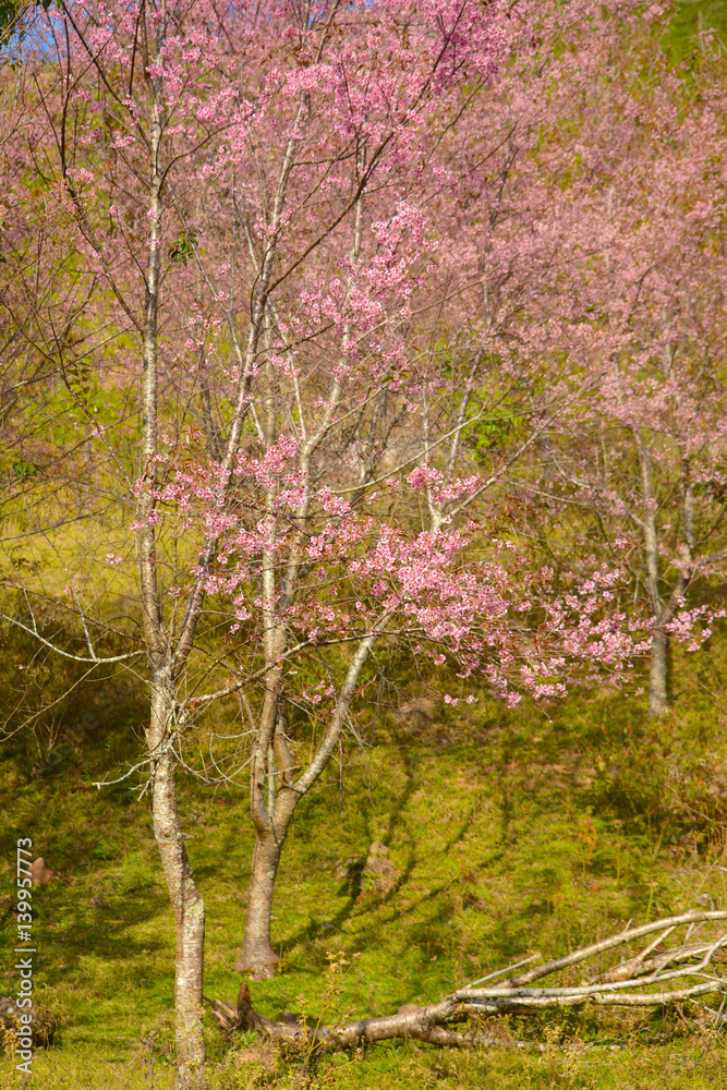  Giant tiger flower in the garden , Soft focus Wild Cherry flower (Prunus cerasoides)