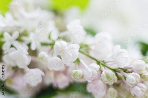 Lilac (Syringa) flowers. Spring background with white and violet flowers.