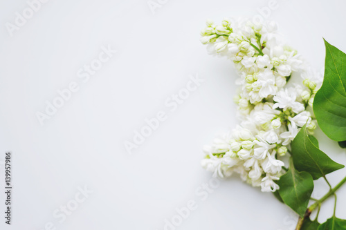 Lilac (Syringa) flowers on white background. Place for text.