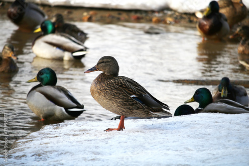 A duck is walking along the snowy pond in the early spring in sunny weather.