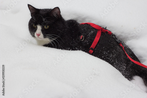 A black and white cat in a leash lies on the snow