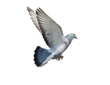 flying mid air of pigeon bird isolated white background