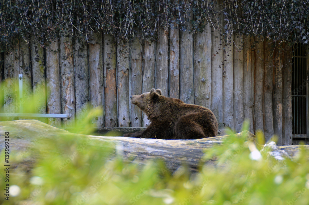 Brown bear relaxing in front of a house Brown bear relaxing in front of a house