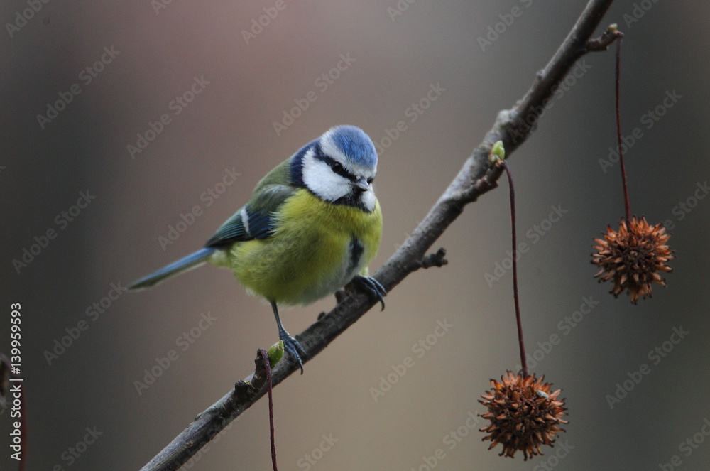 Fototapeta premium animal