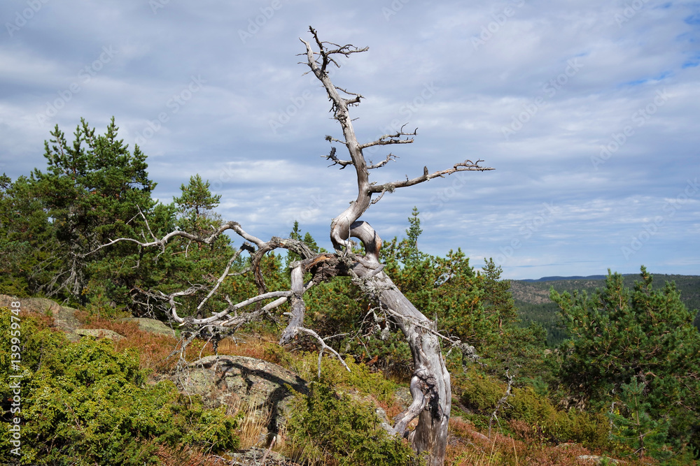 alter Baum auf dem Skuleberget, Schweden 2 alter Baum auf dem Skuleberget, Schweden 2
