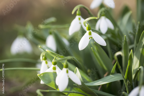Snow drops in nature  flowers  close up  macro