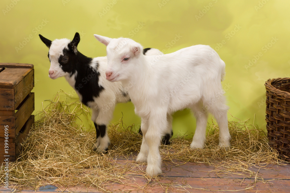 Two baby goats Two baby goats