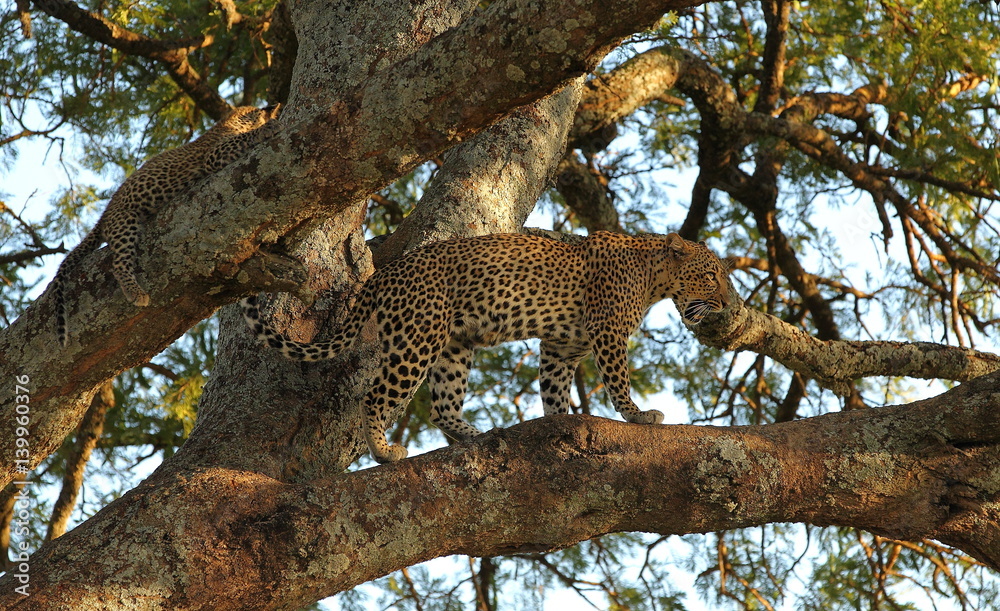 Obraz premium animal