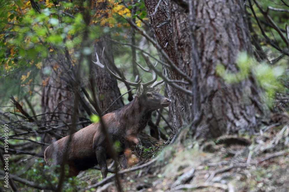 Obraz premium animal