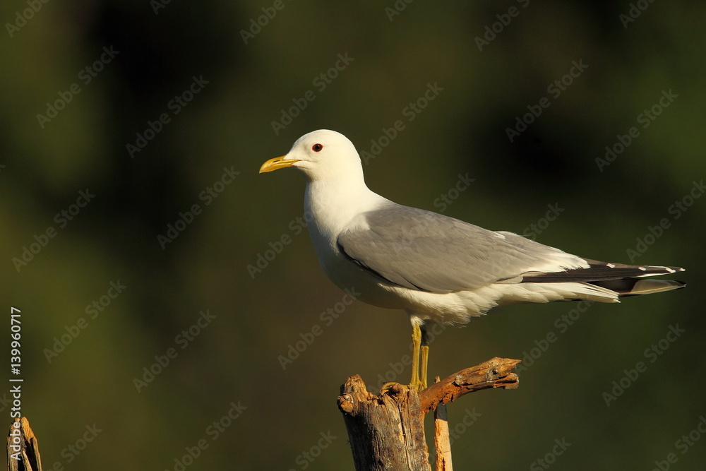 Obraz premium animal