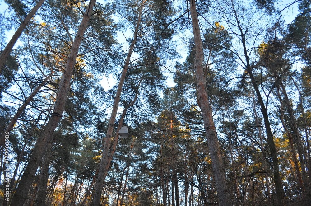 Obraz premium Сосновый лес / Pine forest
