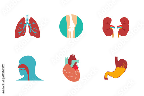 Vector illustration of human organs
