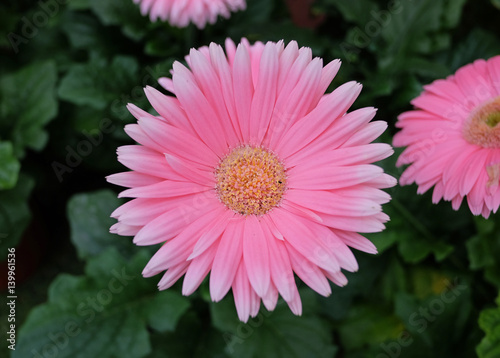 Beautiful gerbera flower in garden .flower wedding decoration, beautiful gerbera flower blooming background.selective focus. 