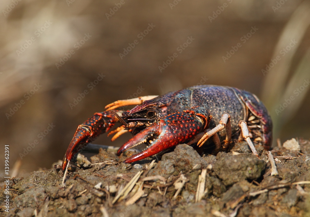 Animal Animal