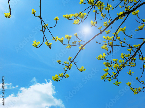 Bright green tree leaves in blue sky