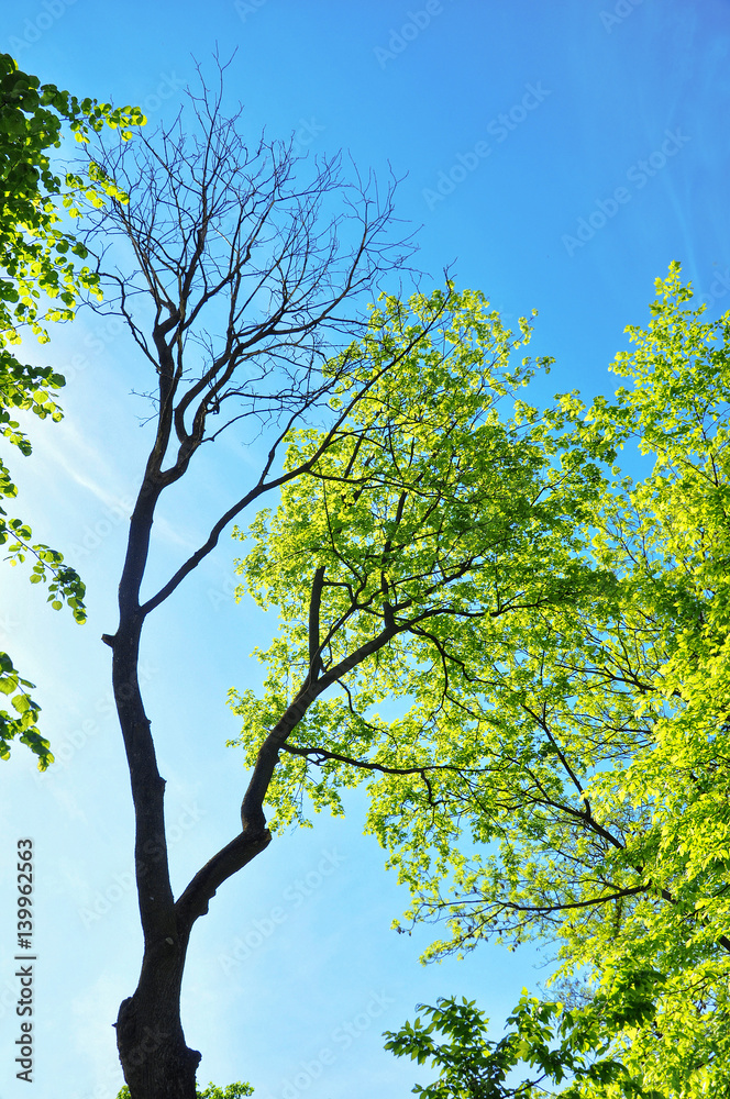 Fototapeta premium Dead tree on one side and living tree on the spring time